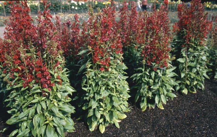 lobelia 'Fan Tiefrot'