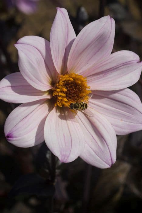 dahlia 'Bishop of Leicester'