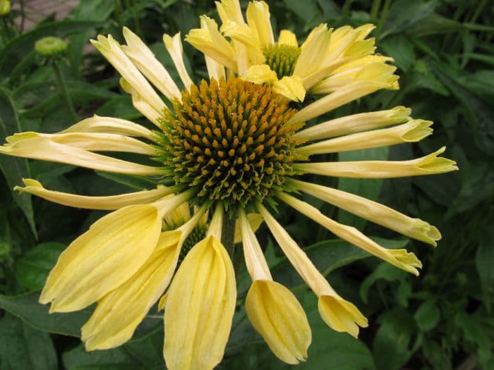 coneflower 'Sunrise'