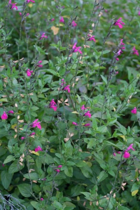 baby sage 'Cerro Potosi'