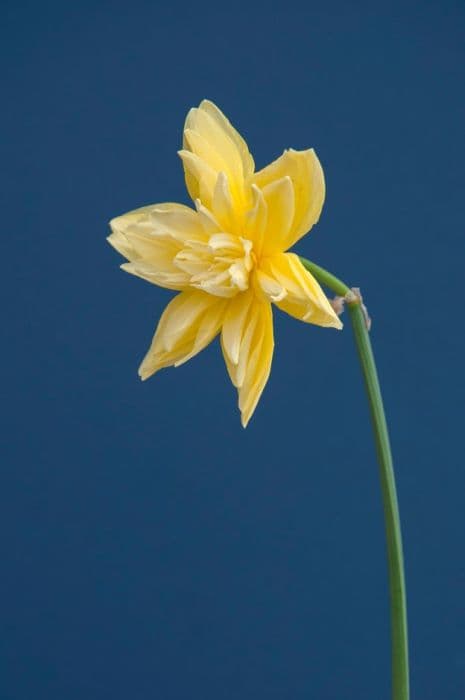 Queen Anne's double daffodil