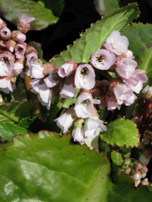 elephant's ears 'Schneekissen'