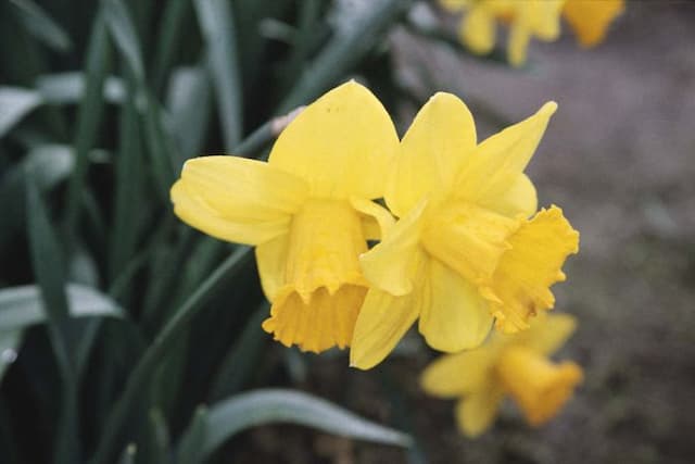 Daffodil 'King's Grove'