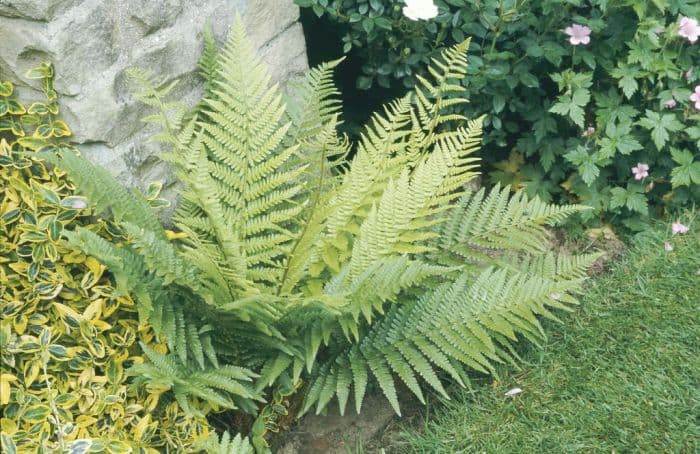 male fern