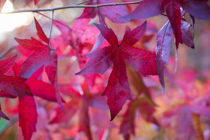 sweet gum 'Wisley King'