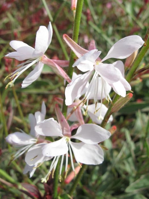 gaura 'Corrie's Gold'