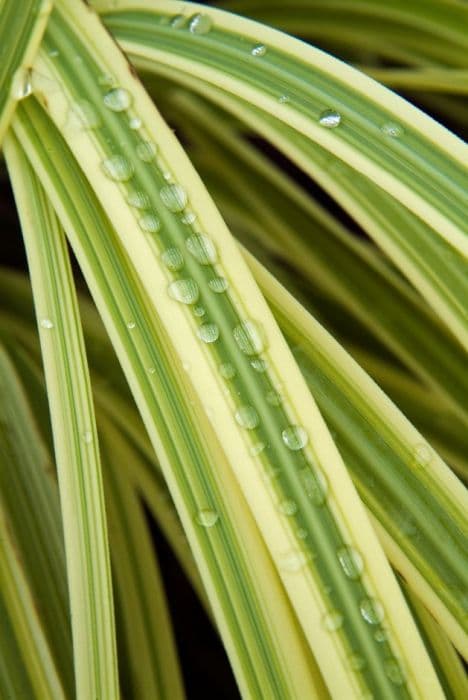 pampas grass 'Pink Phantom'