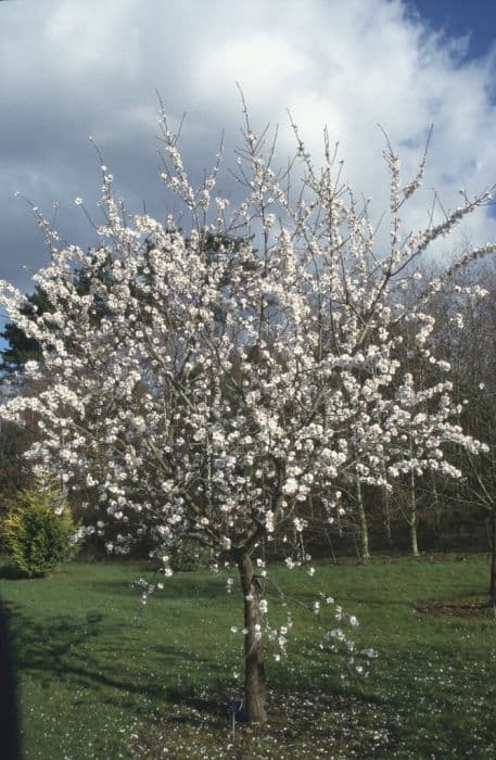 almond 'Macrocarpa'