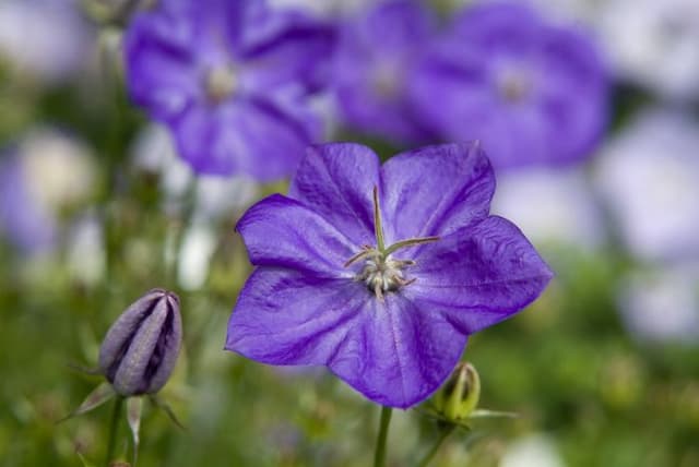 Tussock bellflower 'Isabel'