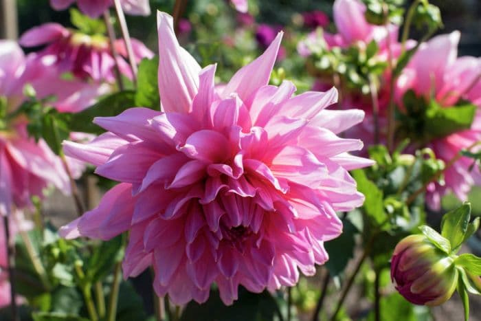 dahlia 'Otto's Thrill'