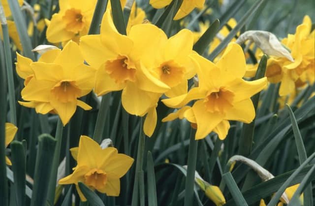 Daffodil 'Indian Maid'