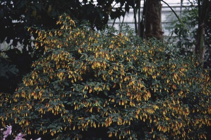 Brazilian fuchsia