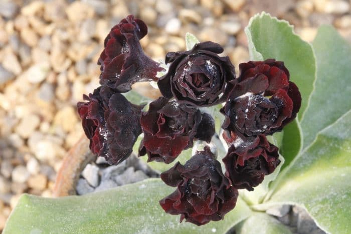 auricula 'Matthew Yates'