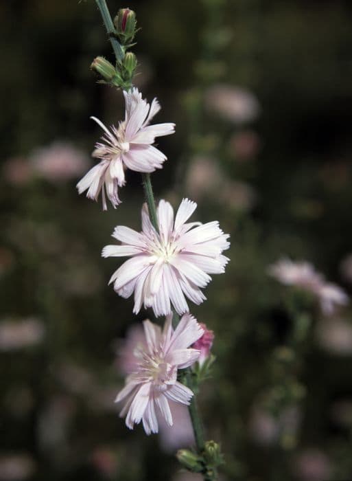 chicory 'Roseum'