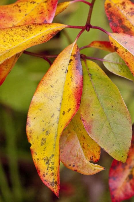 tupelo 'Jermyns Flame'