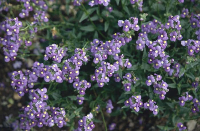 aloha 'Fleurie Bluebird'