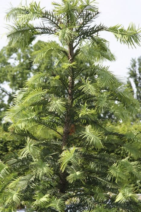 Wollemi pine