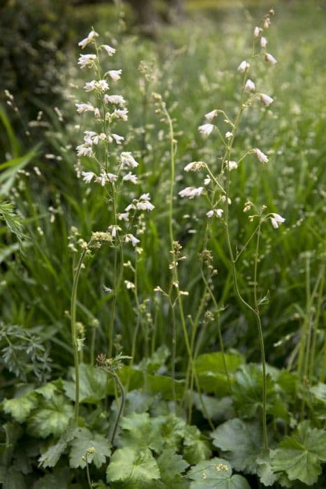 alum root 'White Cloud'