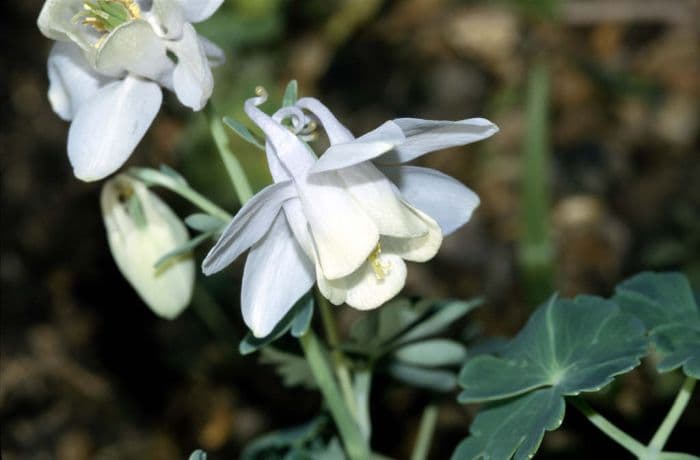 dwarf white fan-leaved columbine