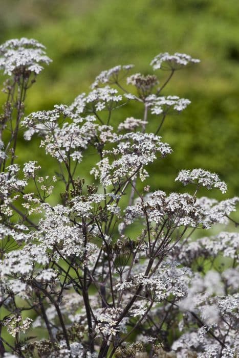 cow parsley 'Ravenswing'