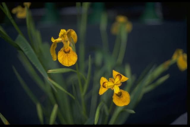 Yellow flag 'Roy Davidson'