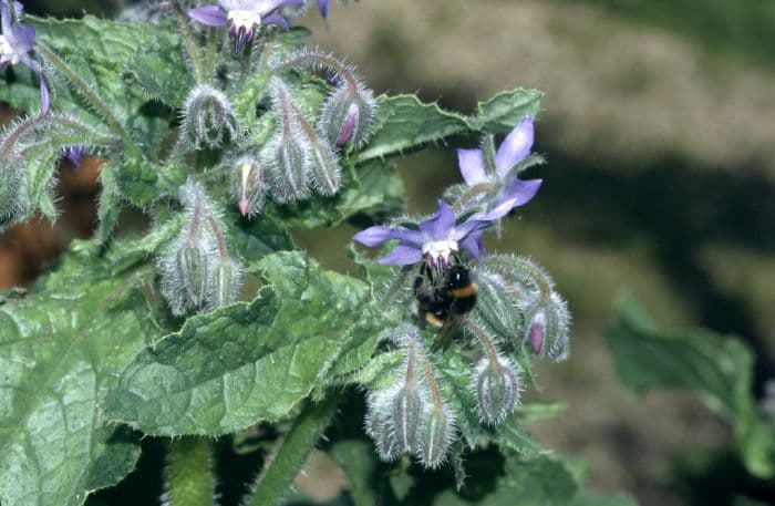 borage