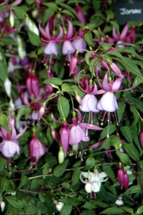 fuchsia 'Jomam'