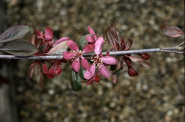 Apple 'Royal Beauty'