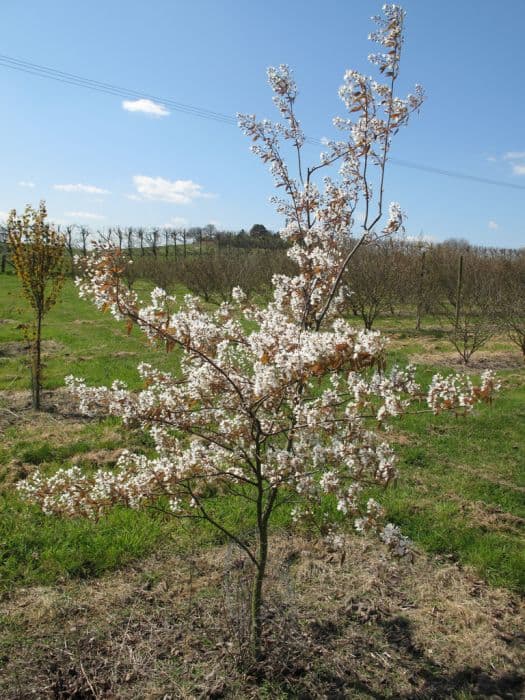 Smooth serviceberry 'Prince Charles'