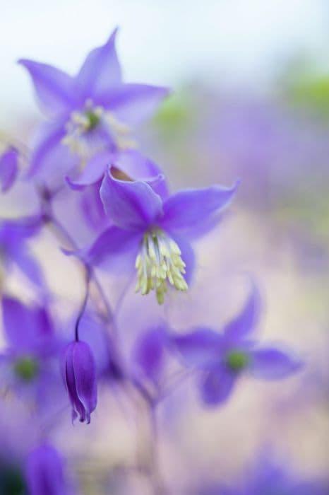 pointed Chinese meadow rue