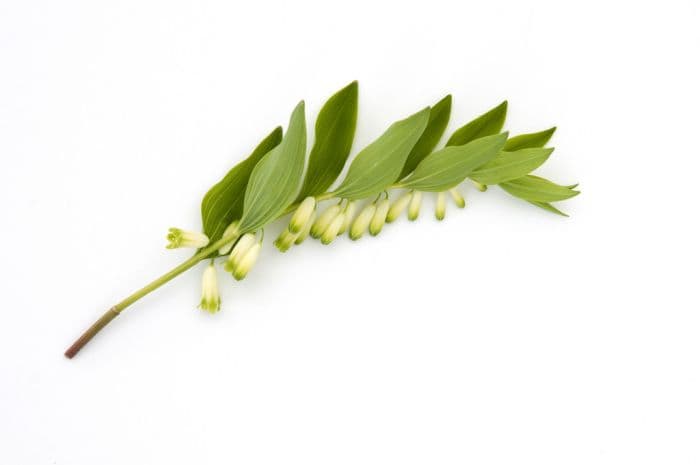 variegated angular Solomon's Seal 'Silver Wings'