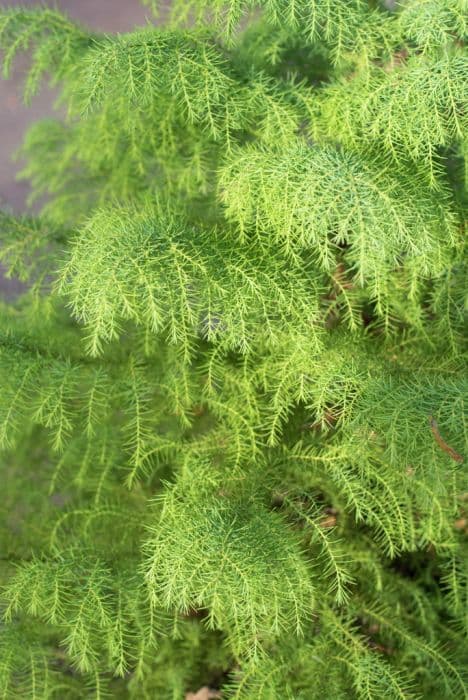 Japanese cedar 'Elegans Viridis'