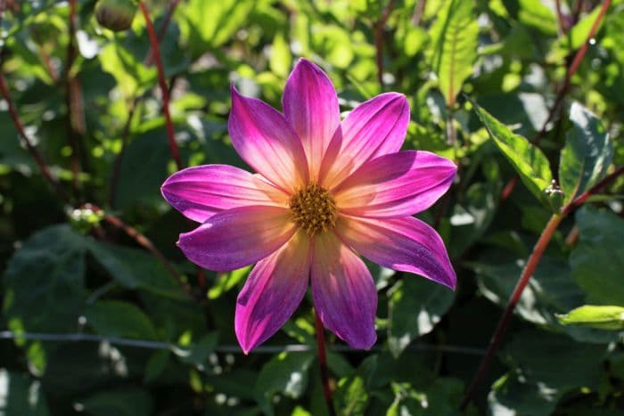 dahlia 'Bright Eyes'