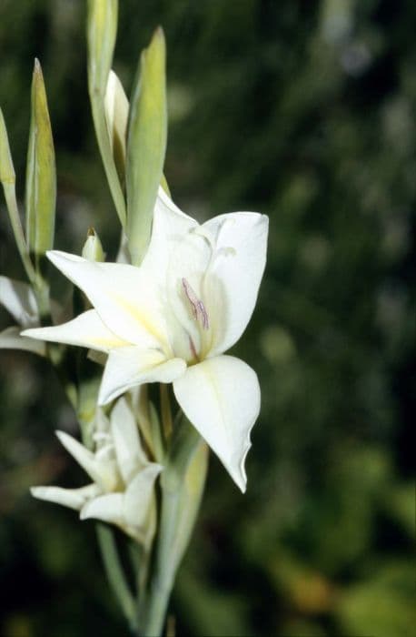 sword lily 'The Bride'