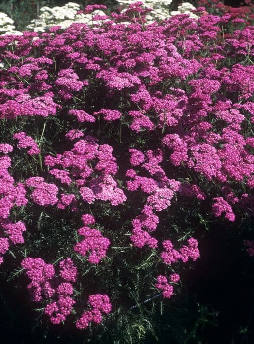 yarrow 'Kelwayi'