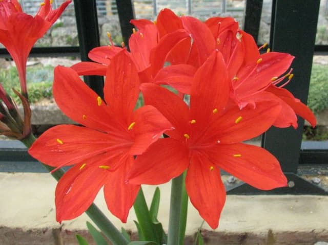 Scarborough lily