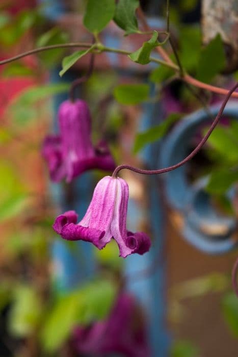 clematis [Queen Mother]