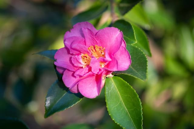 Camellia 'Shōwa-no-sakae'