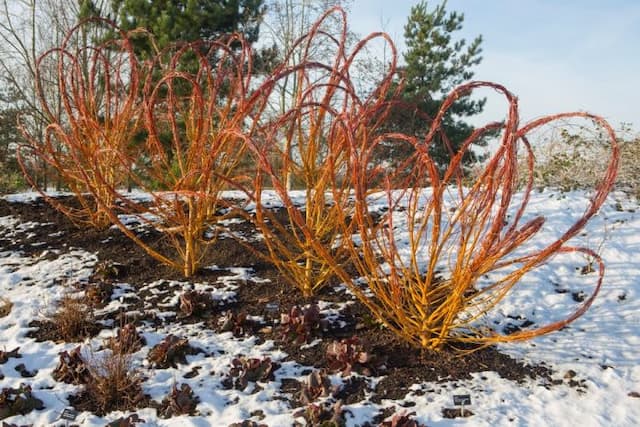 Golden willow 'Yelverton'