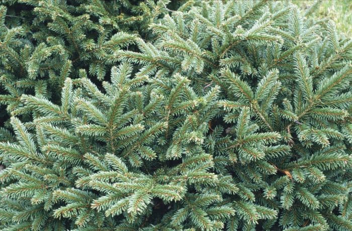 Norway spruce 'Nidiformis'