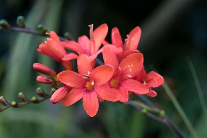 montbretia 'Krakatoa'