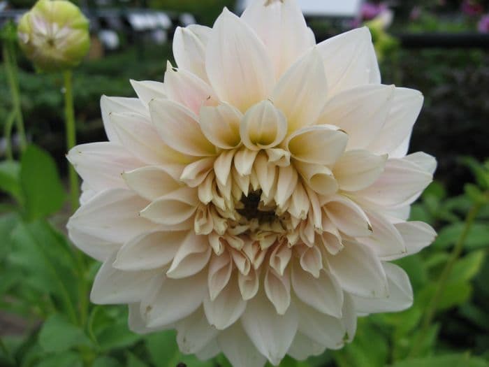 dahlia 'Café au Lait'