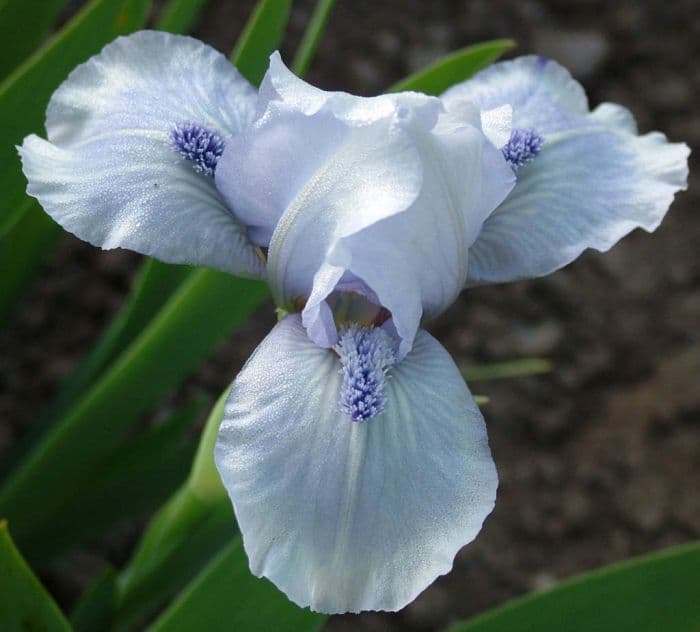 iris 'Bedford Lilac'