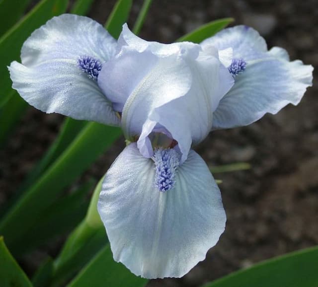 Iris 'Bedford Lilac'