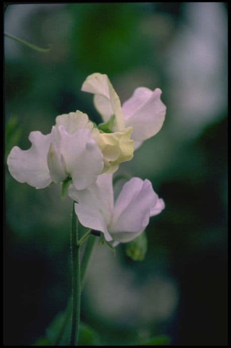 sweet pea 'Alaska Blue'