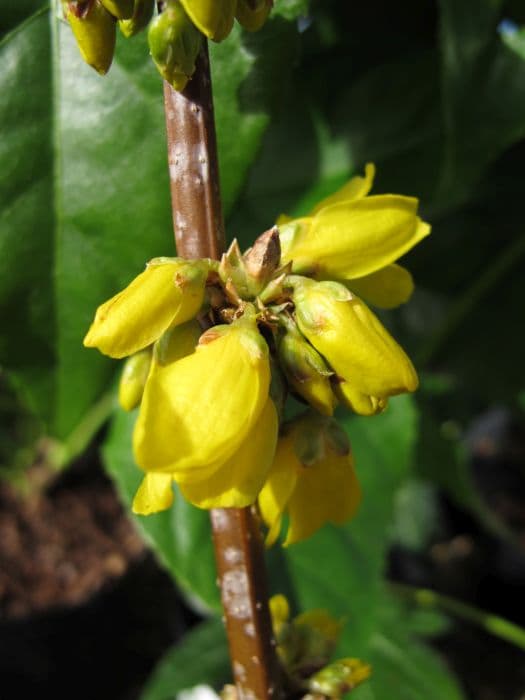 forsythia 'Goldrausch'