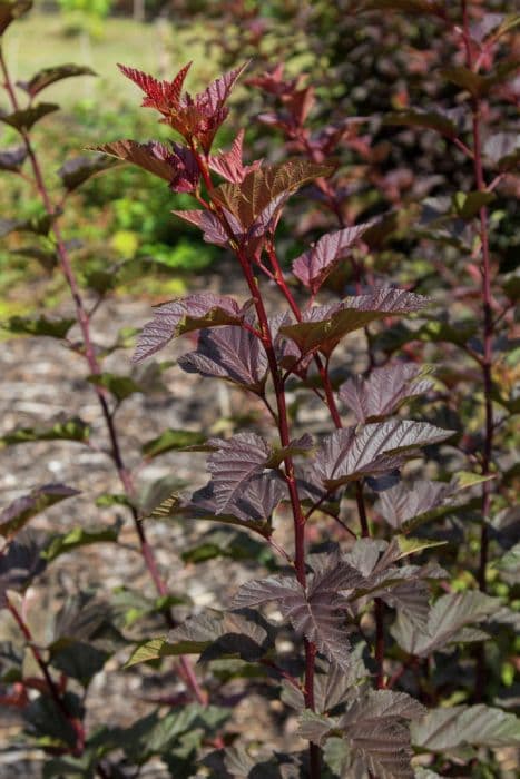 ninebark 'Chameleon'