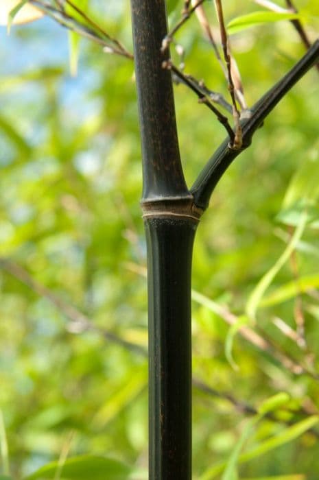 black bamboo