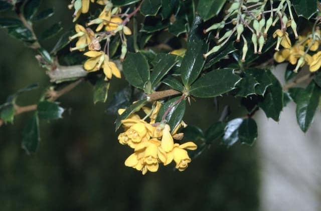 Darwin's barberry