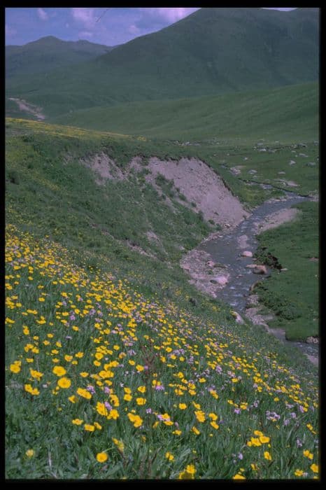 dwarf globeflower